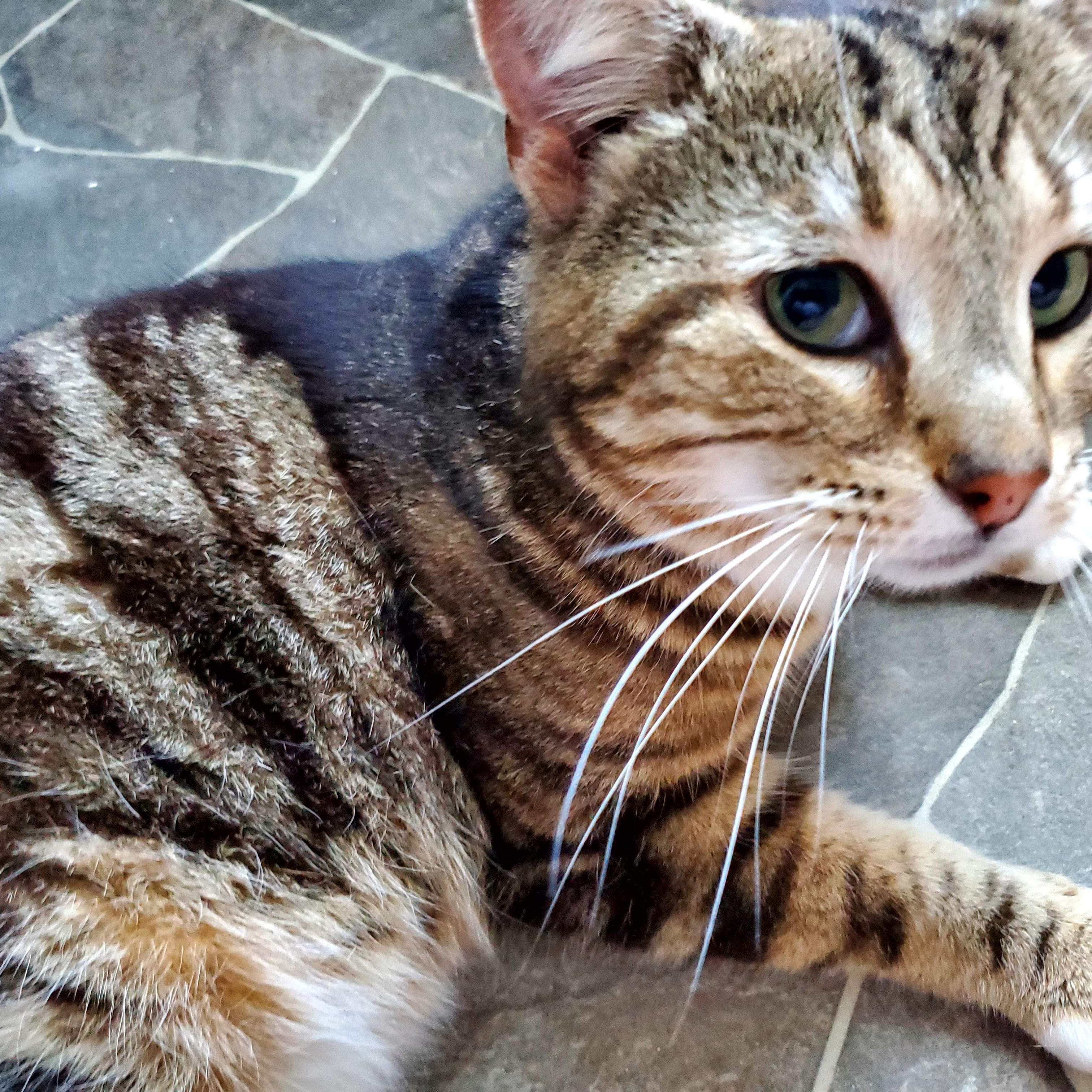 Toffee, a Adopted Bengal in Gladwin, MI image 1/5