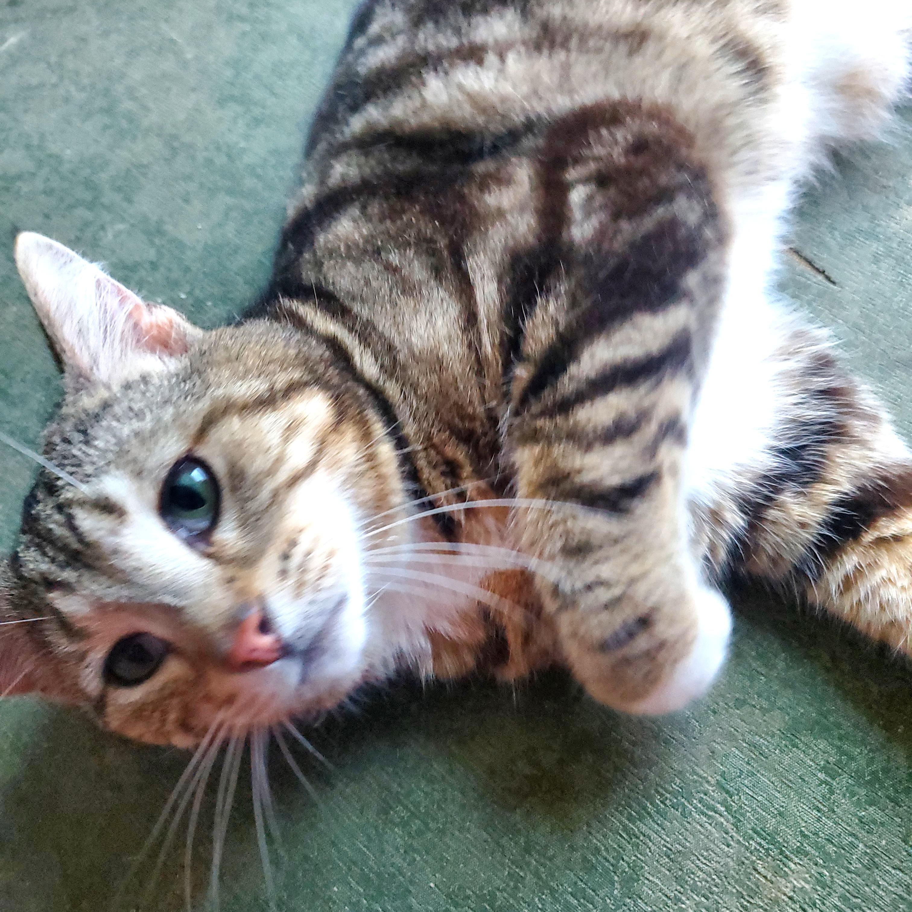 Toffee, a Adopted Bengal in Gladwin, MI image 3/5