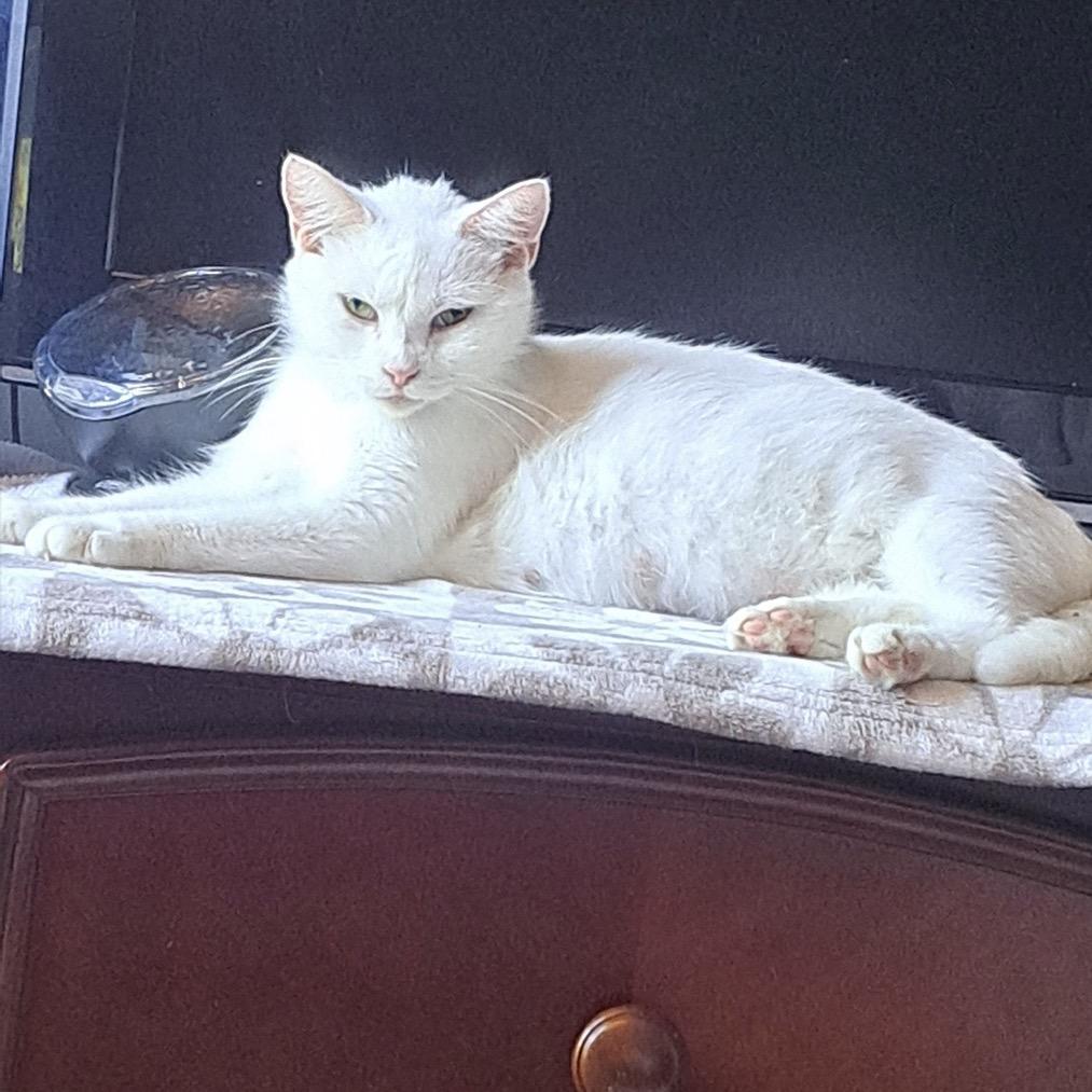 Ivory, Adoptable, Adult Female Domestic Short Hair.