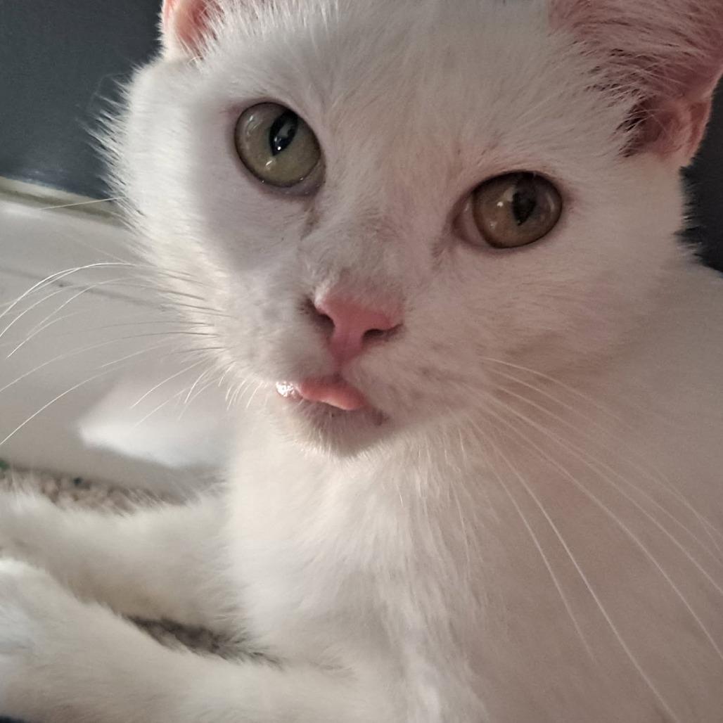 Enlarge Ivory, a Adoptable Domestic Short Hair in Belleville, IL image 2/6