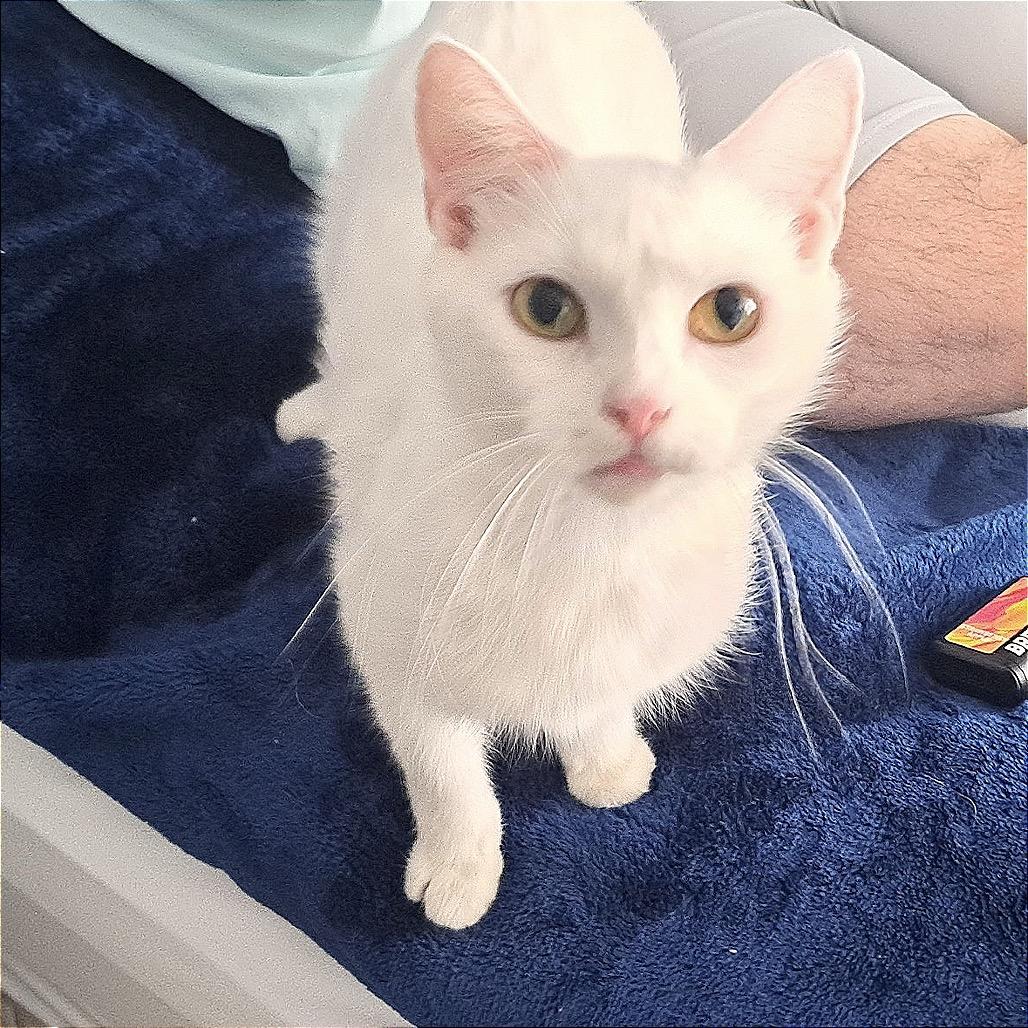 Enlarge Ivory, a Adoptable Domestic Short Hair in Belleville, IL image 3/6