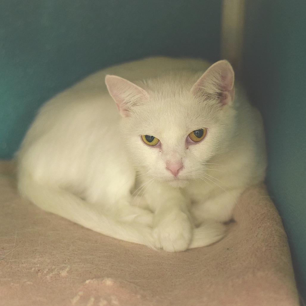Enlarge Ivory, a Adoptable Domestic Short Hair in Belleville, IL image 4/6