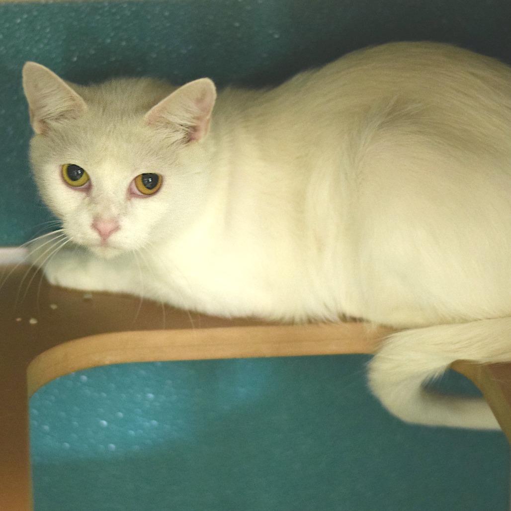 Enlarge Ivory, a Adoptable Domestic Short Hair in Belleville, IL image 5/6