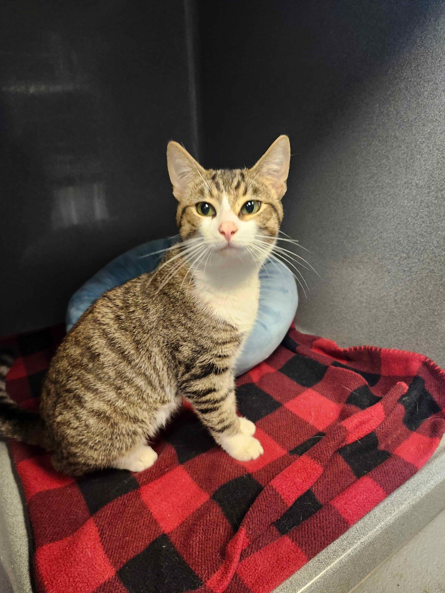 Buggy, a ADOPTABLE Tabby in Oberlin, OH image 3/4