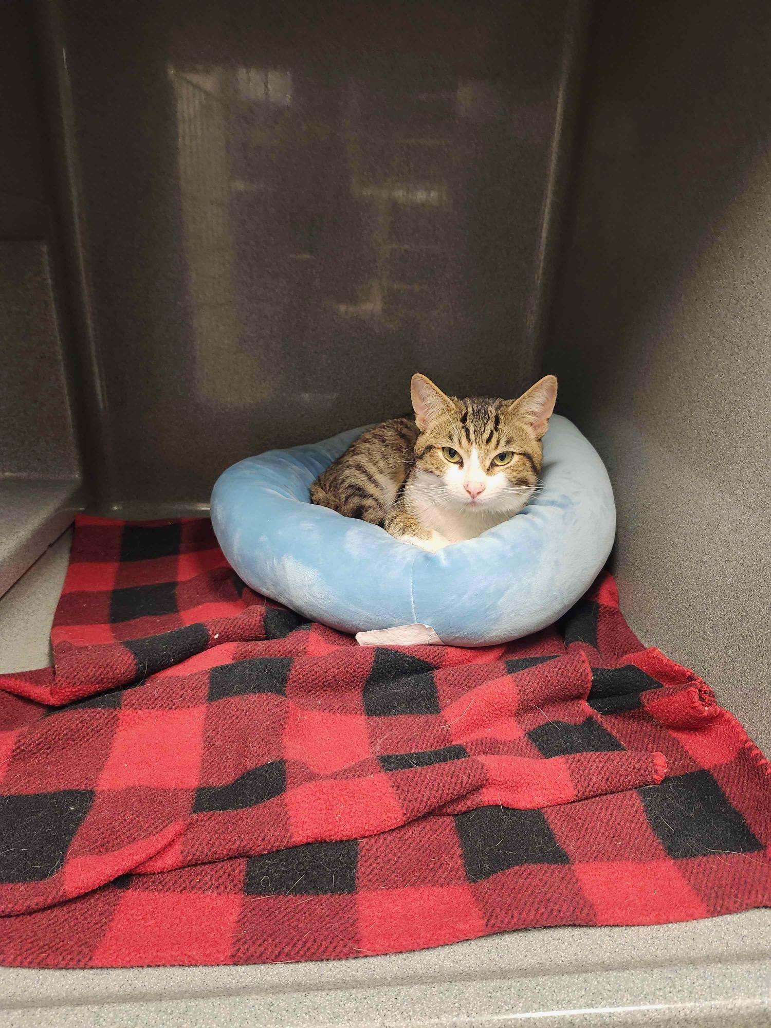 Buggy, a ADOPTABLE Tabby in Oberlin, OH image 4/4