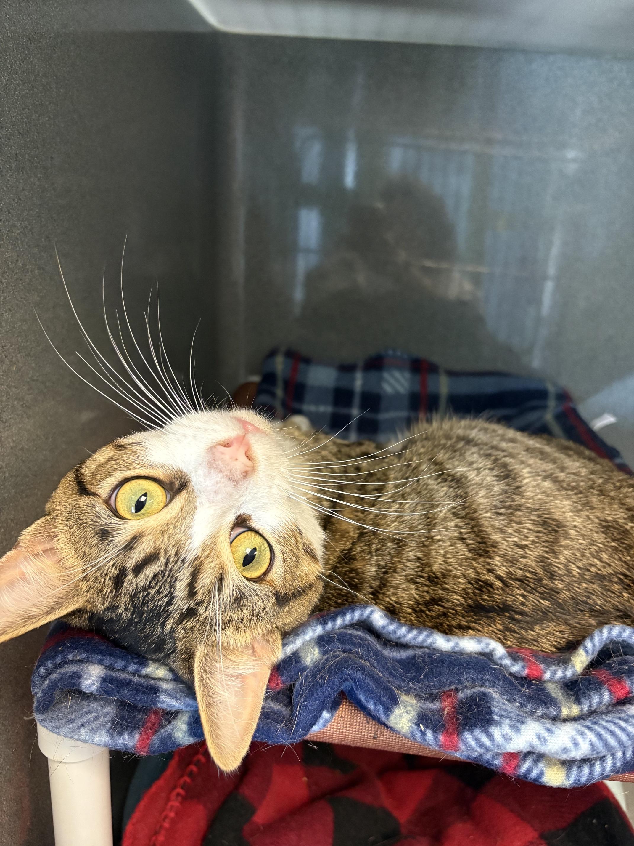 Buggy, ADOPTABLE, Adult Male Tabby.