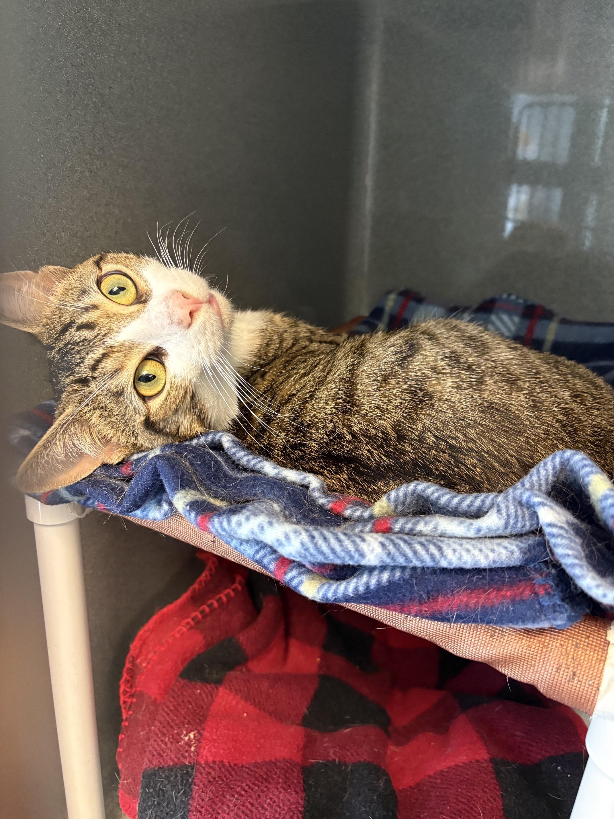 Buggy, a ADOPTABLE Tabby in Oberlin, OH image 2/4