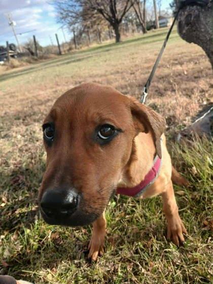 Bit O Hunney, a Adoptable mixed breed in McCook, NE image 1/2