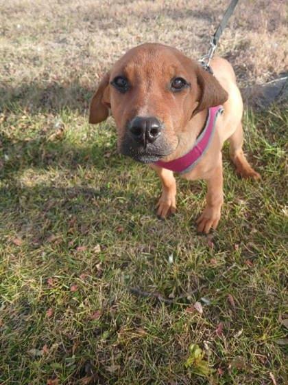 Bit O Hunney, a Adoptable mixed breed in McCook, NE image 2/2