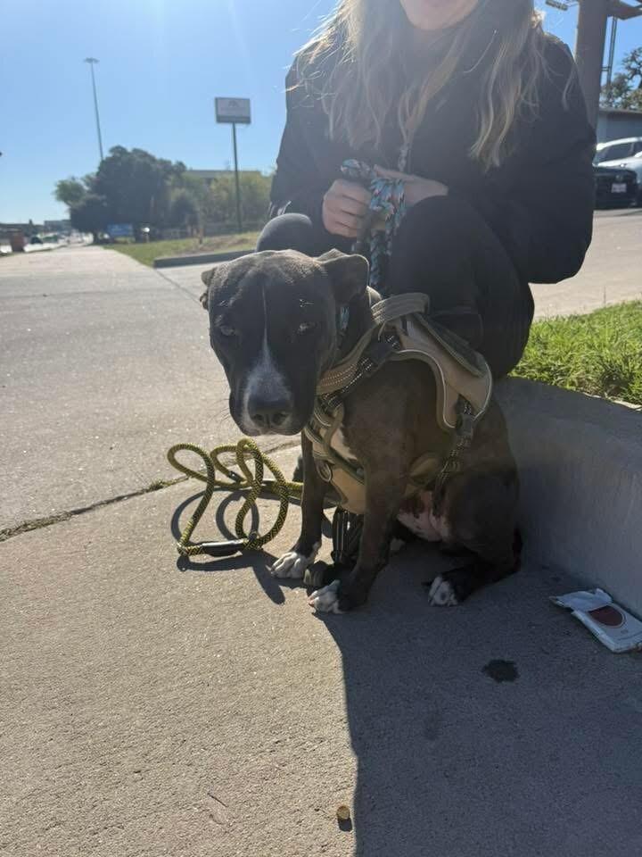 Enlarge Peach, a Adoptable Pit Bull Terrier in Austin, TX image 1/5