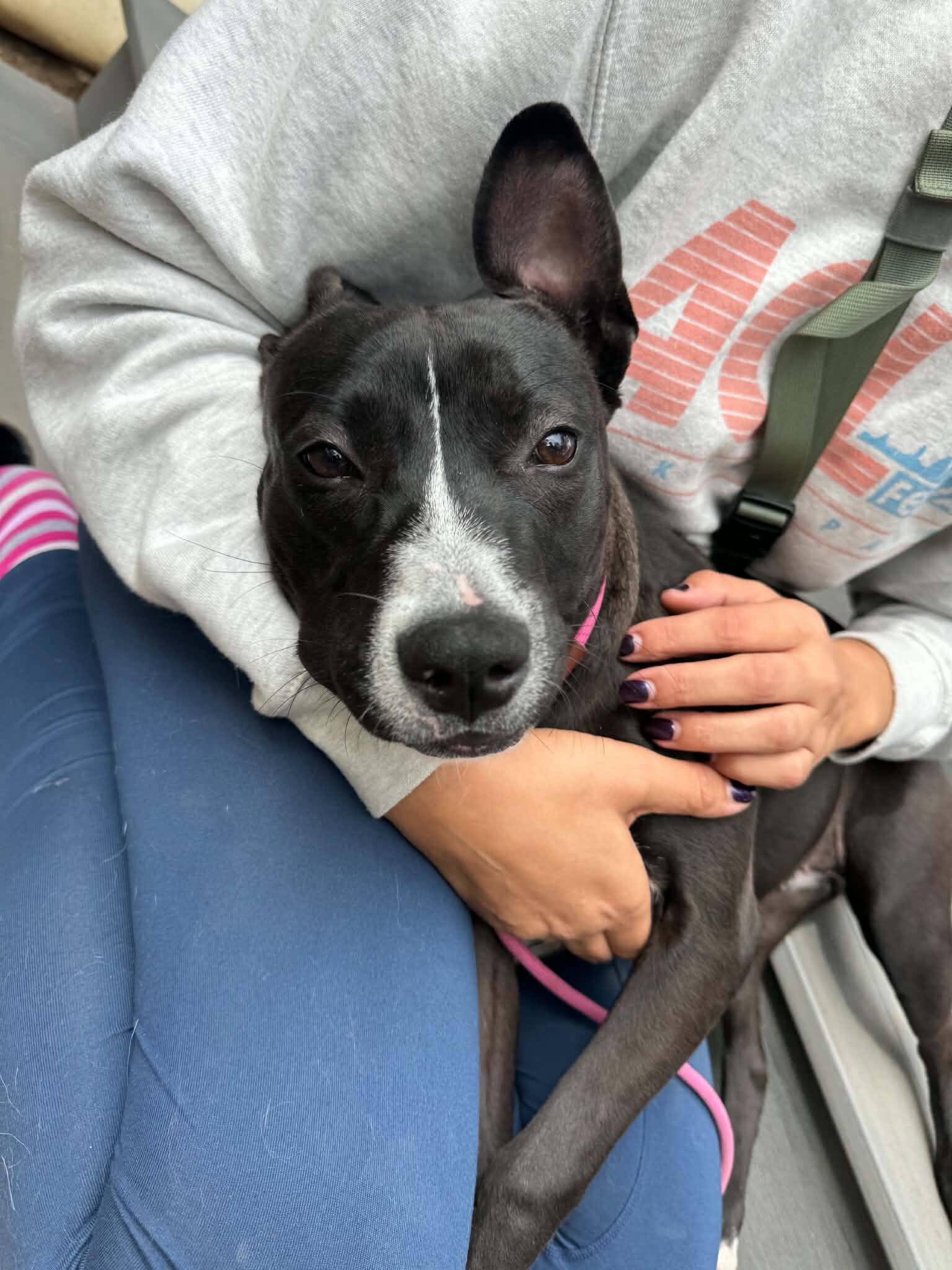 Peach, Adoptable, Adult Female Boxer.