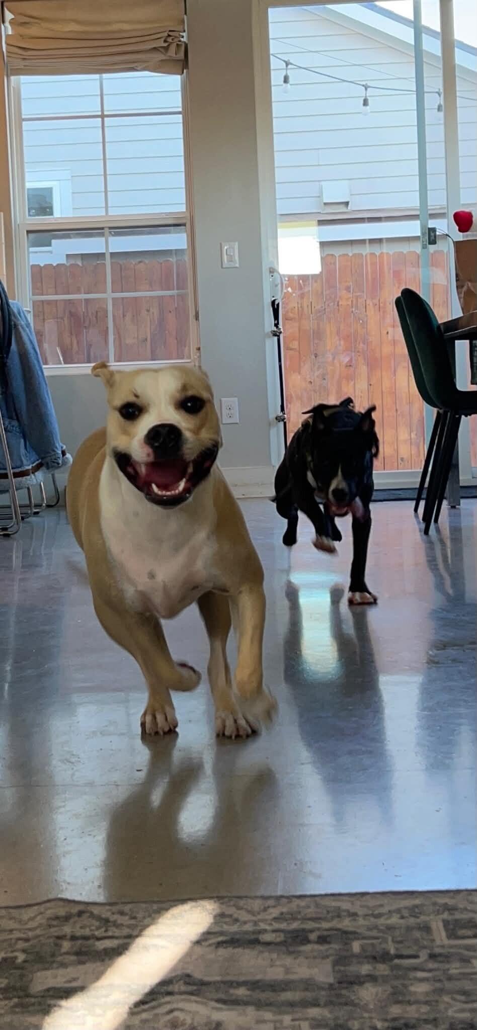 Peach, a Adoptable Boxer in Austin, TX image 3/6