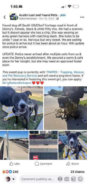 Enlarge Peach, a Adoptable Pit Bull Terrier in Austin, TX image 3/5