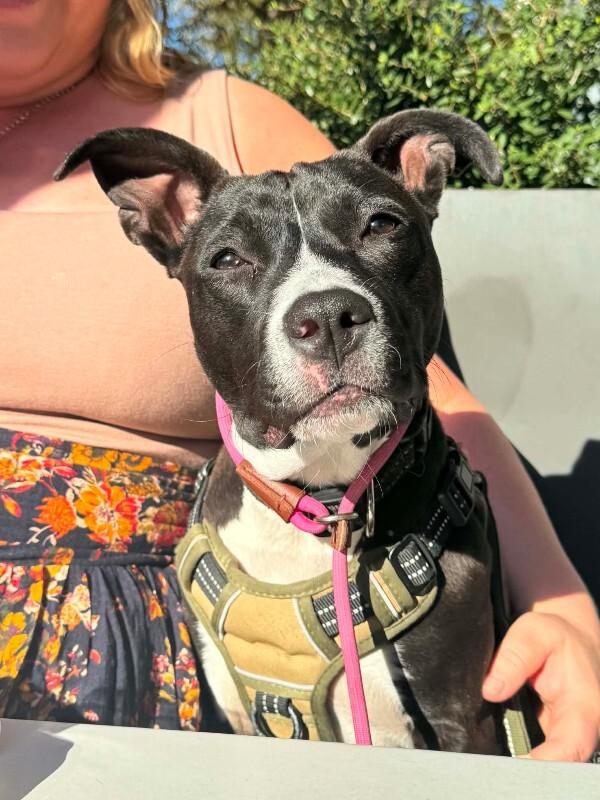 Peach, a Adoptable Boxer in Austin, TX image 5/6