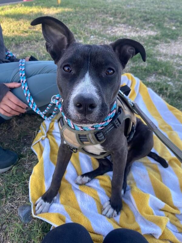 Enlarge Peach, a Adoptable Pit Bull Terrier in Austin, TX image 4/5