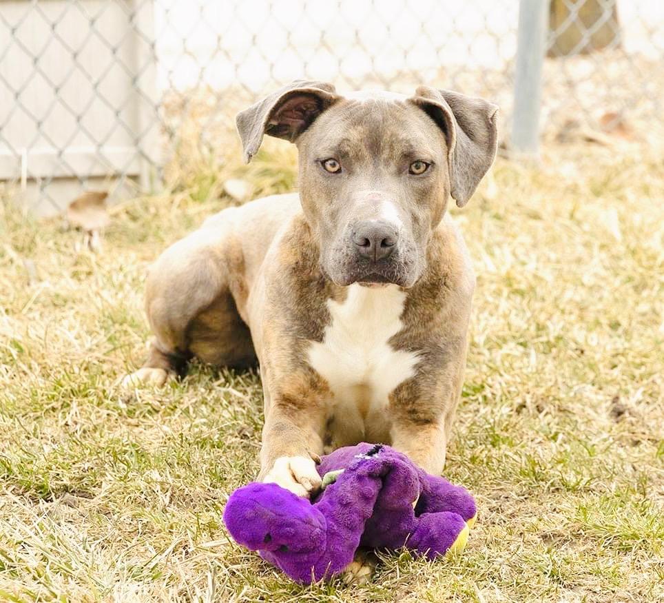 Estelle, a Adoptable Pit Bull Terrier in Boone, IA image 2/5
