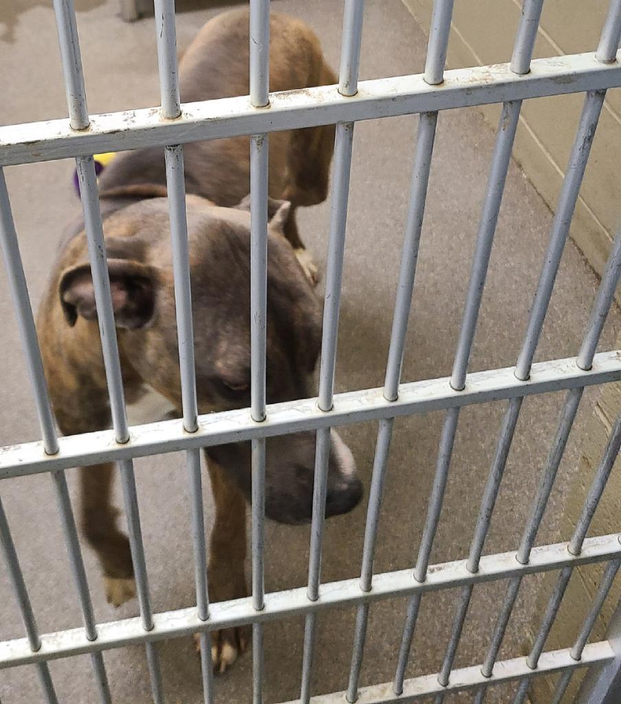 Estelle, a Adoptable Pit Bull Terrier in Boone, IA image 4/5