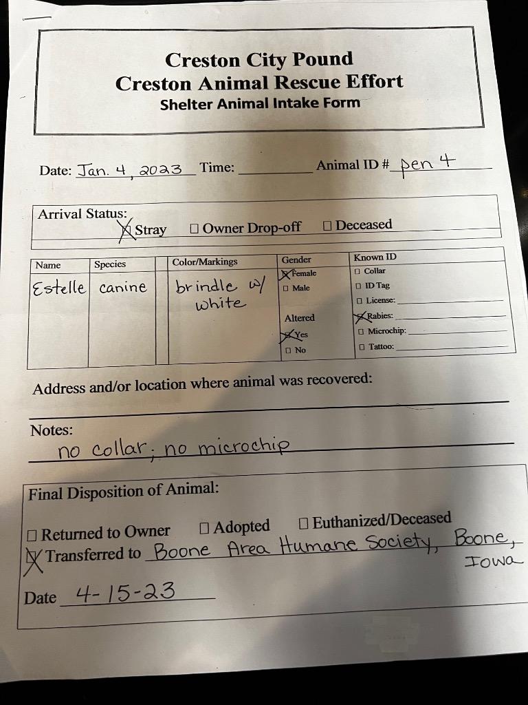 Estelle, a Adoptable Pit Bull Terrier in Boone, IA image 5/5