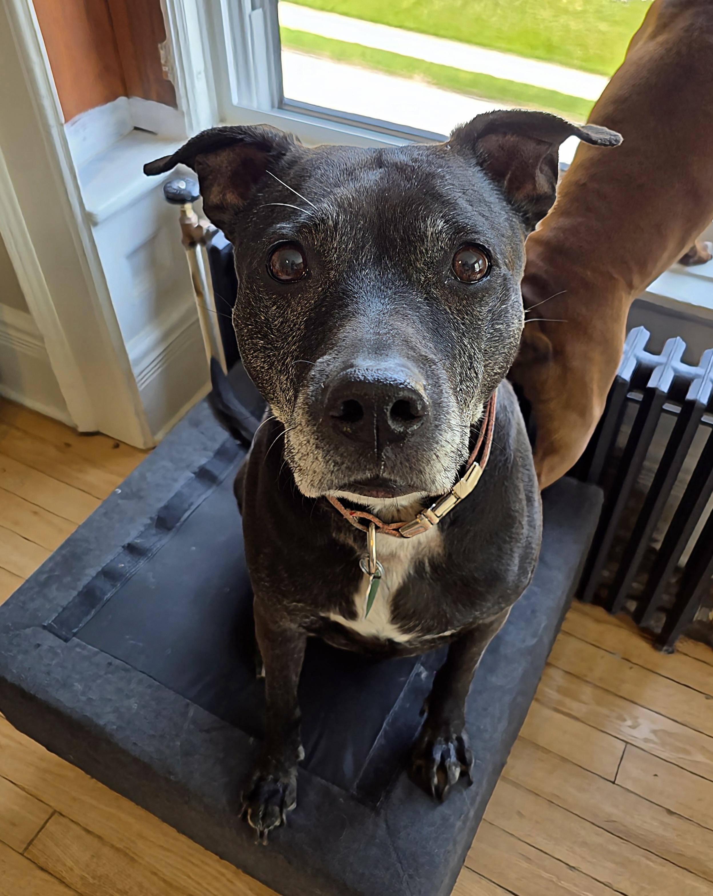 Enlarge Daisy, a Adopted mixed breed in Darien Center, NY image 1/5