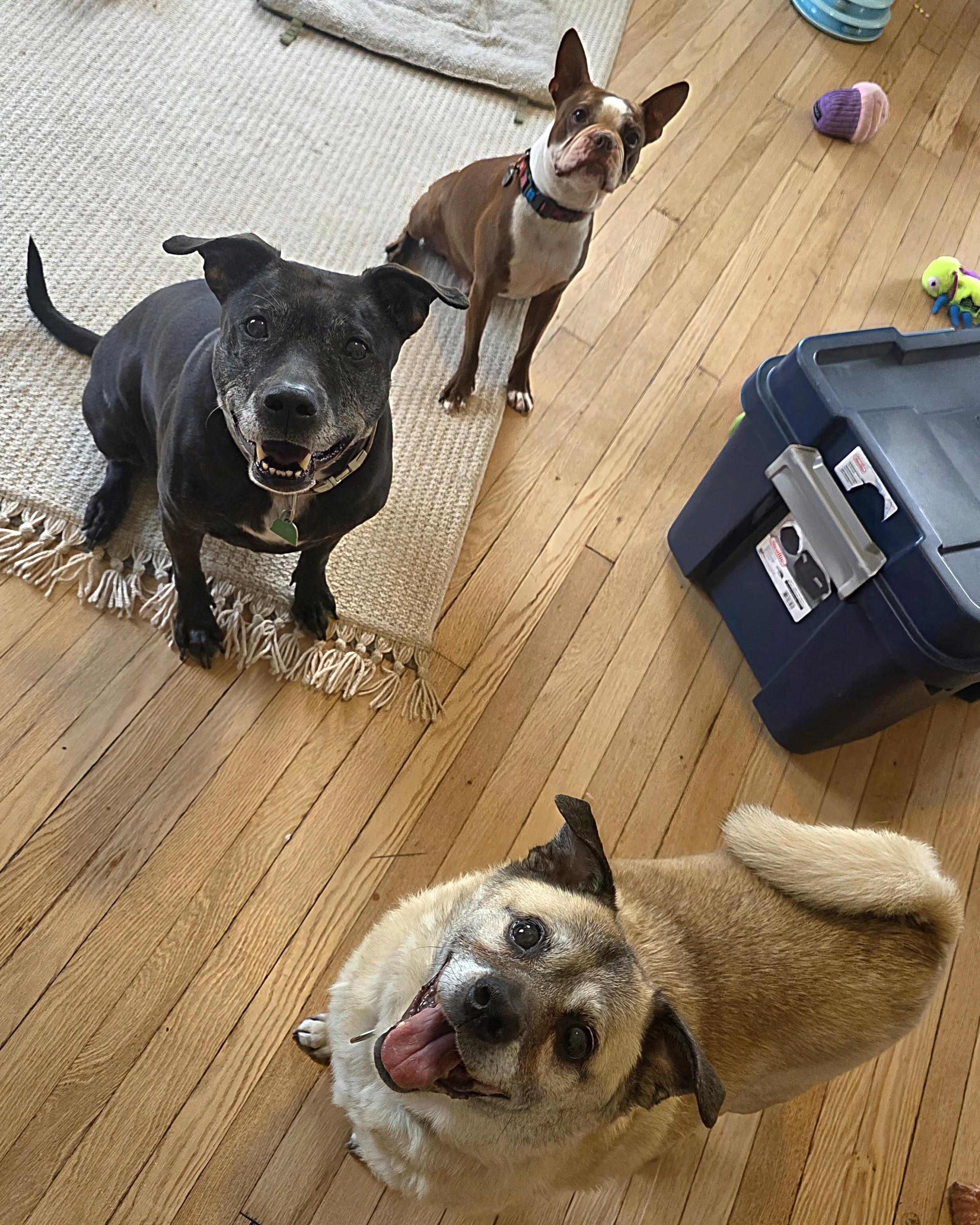 Enlarge Daisy, a Adopted mixed breed in Darien Center, NY image 5/5