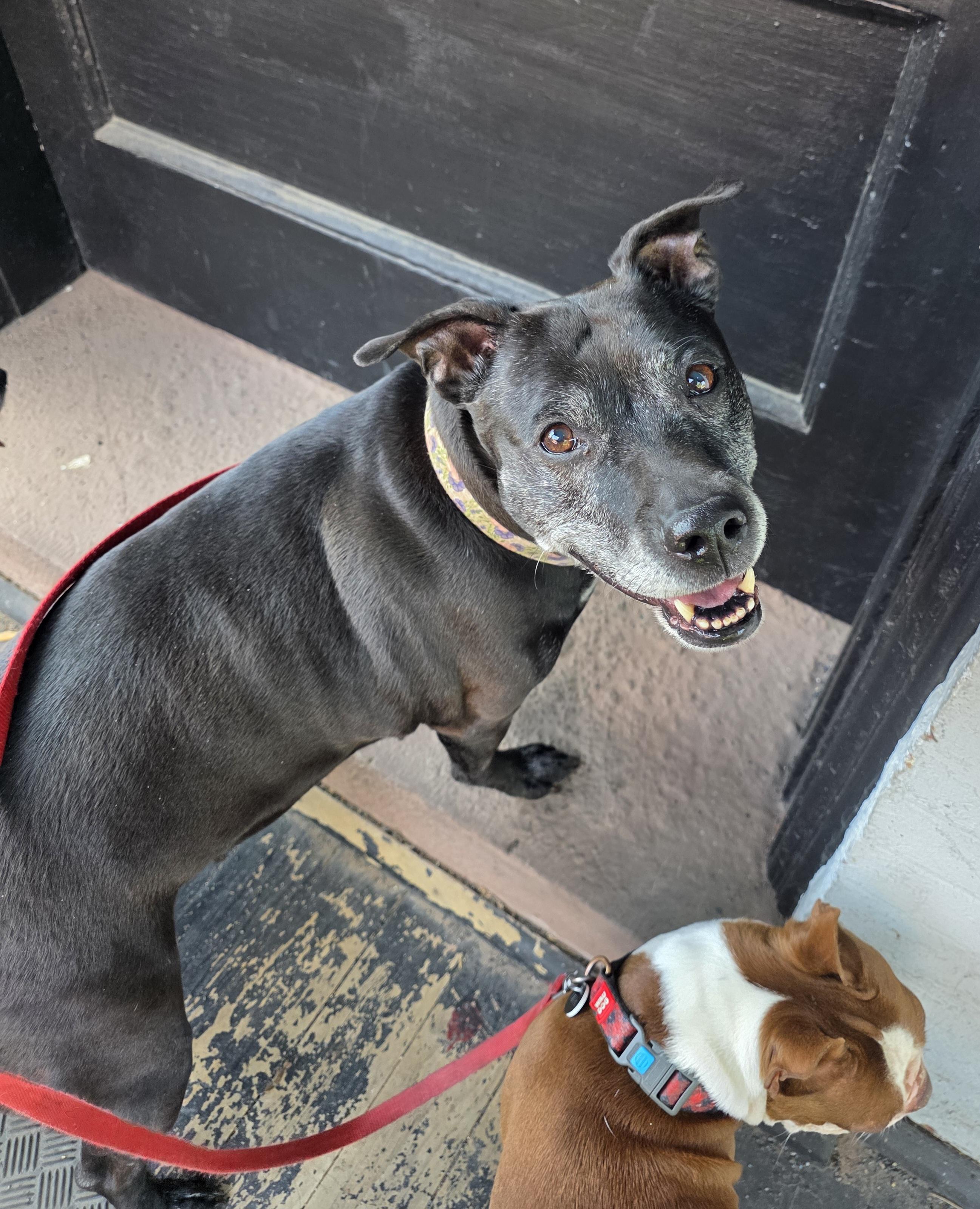 Enlarge Daisy, a Adopted mixed breed in Darien Center, NY image 2/5