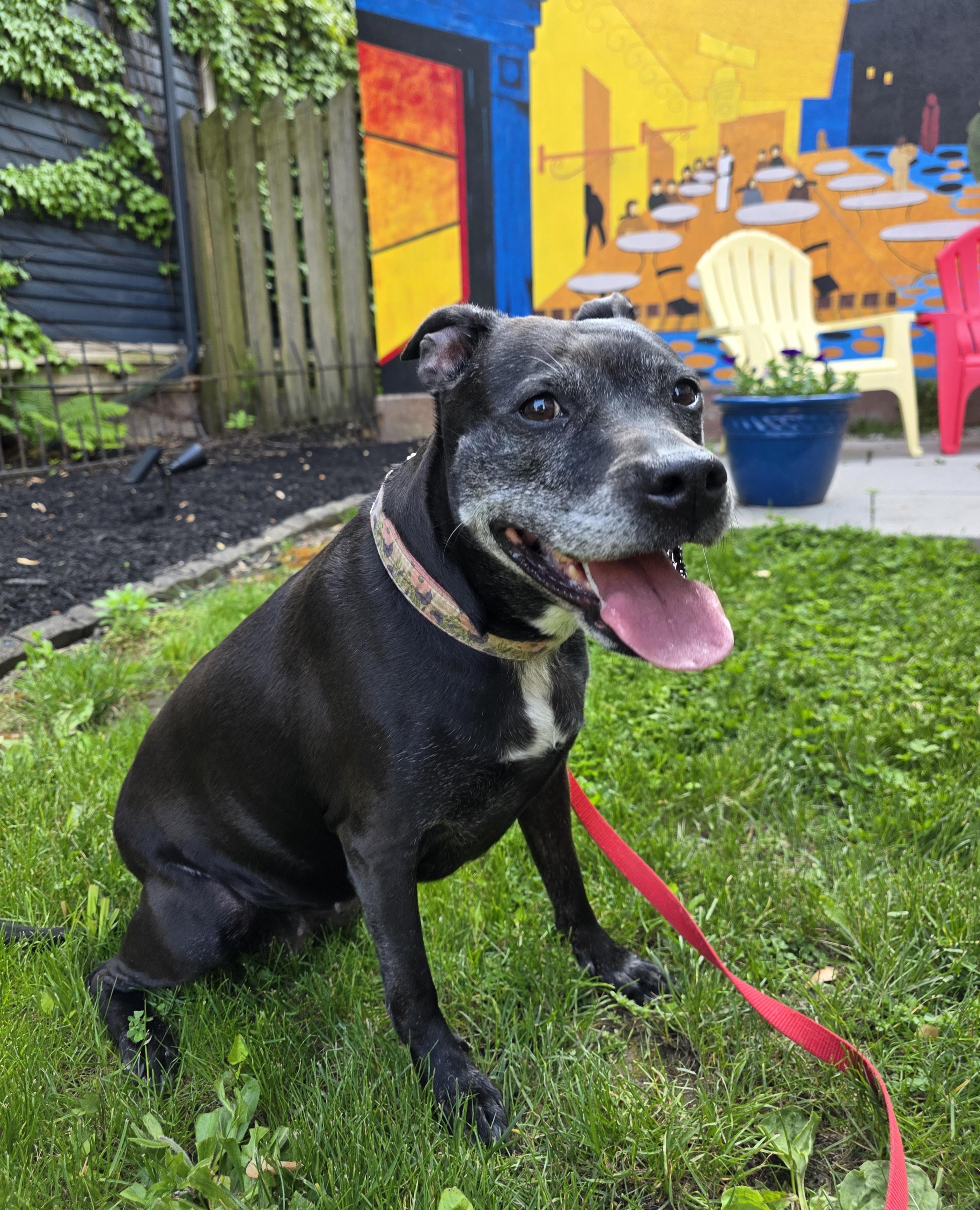 Enlarge Daisy, a Adopted mixed breed in Darien Center, NY image 4/5