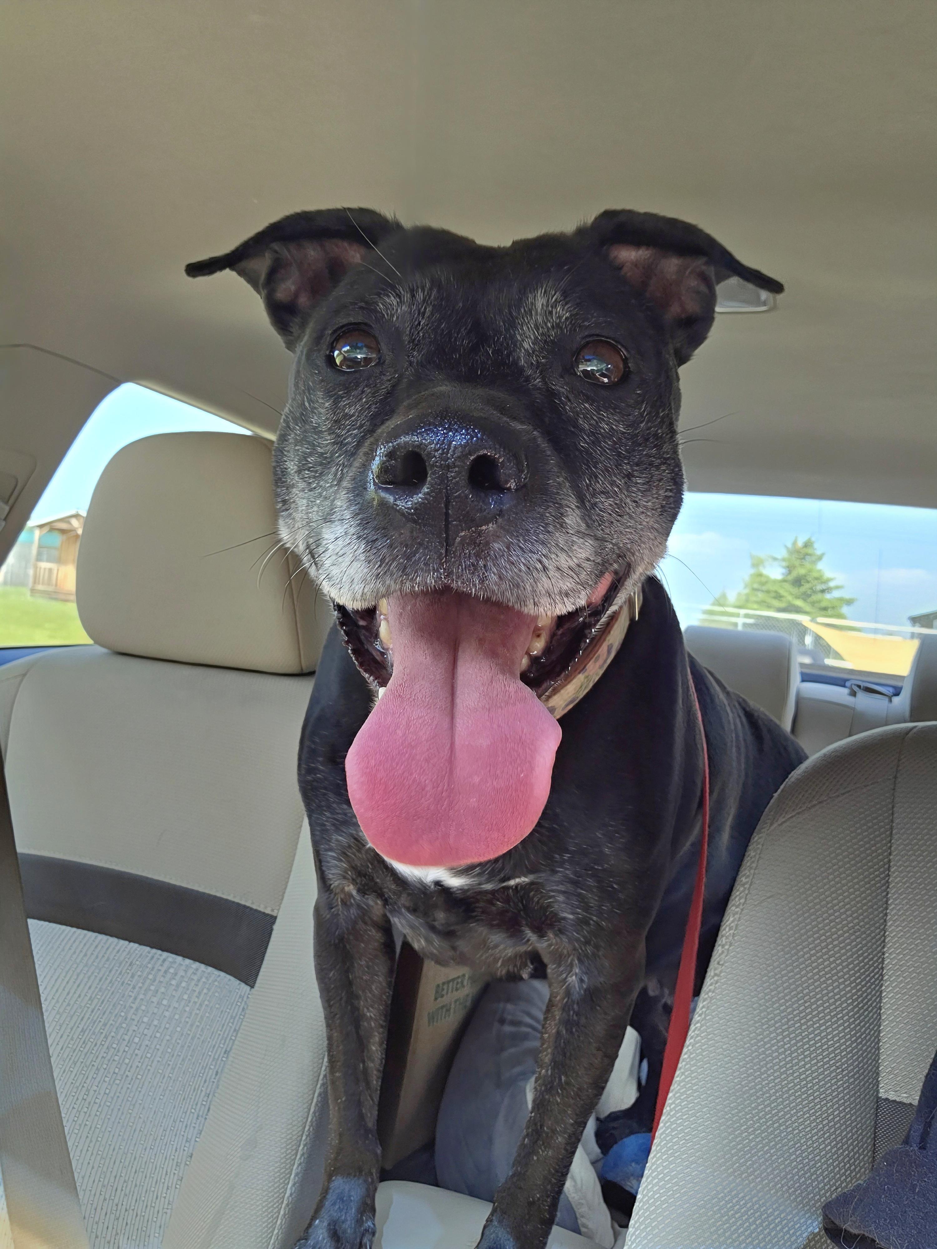 Enlarge Daisy, a Adopted mixed breed in Darien Center, NY image 3/5