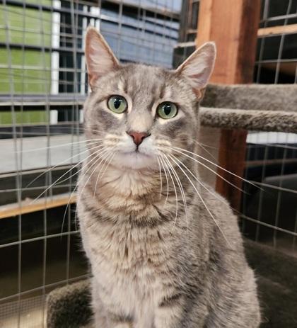 Charlie, Adoptable, Adult Female Domestic Short Hair & Domestic Short Hair.