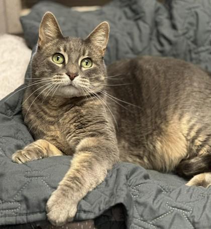 Enlarge Charlie, a Adoptable mixed breed in Visalia, CA image 2/3