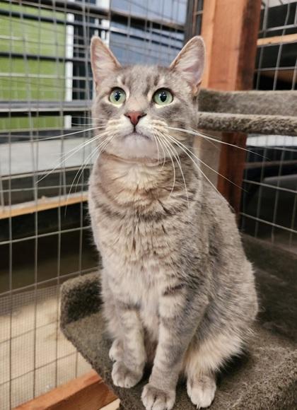 Enlarge Charlie, a Adoptable mixed breed in Visalia, CA image 3/3