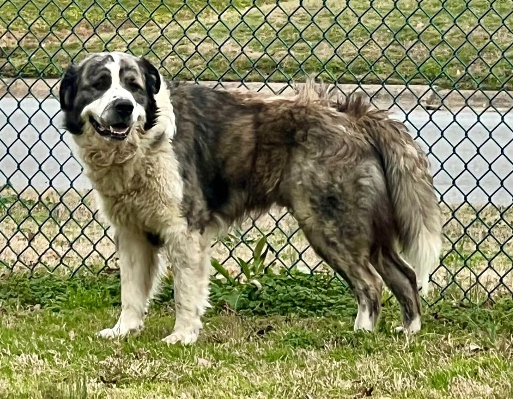 Enlarge Cupid, a Adoptable mixed breed in Little Rock, AR image 1/2