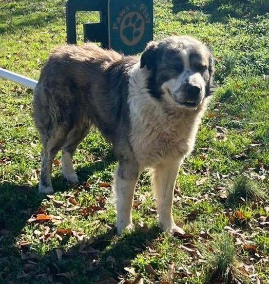 Enlarge Cupid, a Adoptable mixed breed in Little Rock, AR image 2/2