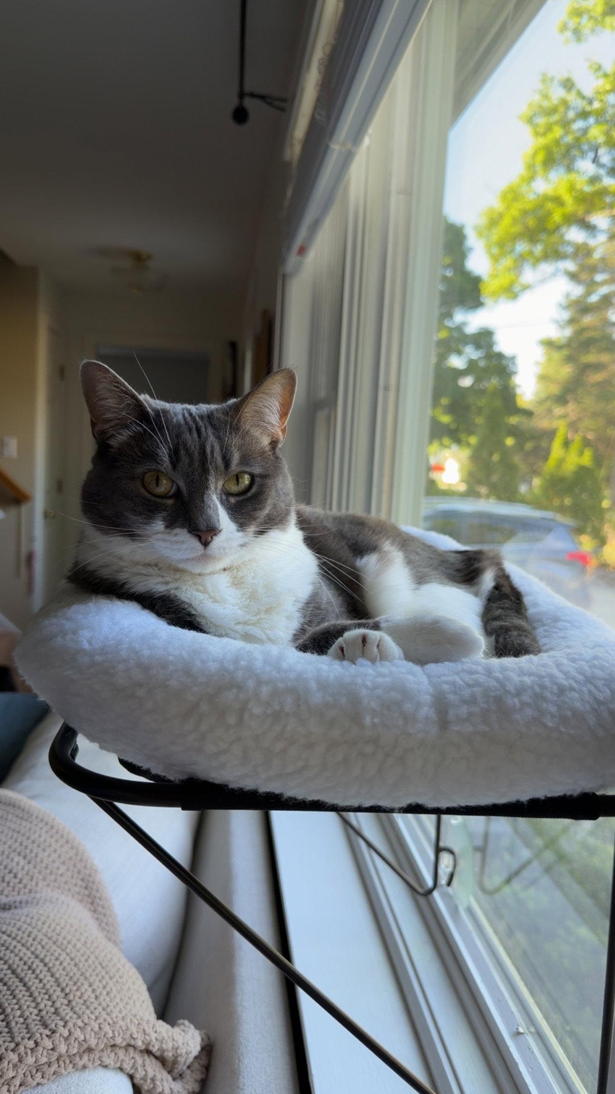 Sophia, Adopted, Adult Female Domestic Short Hair.