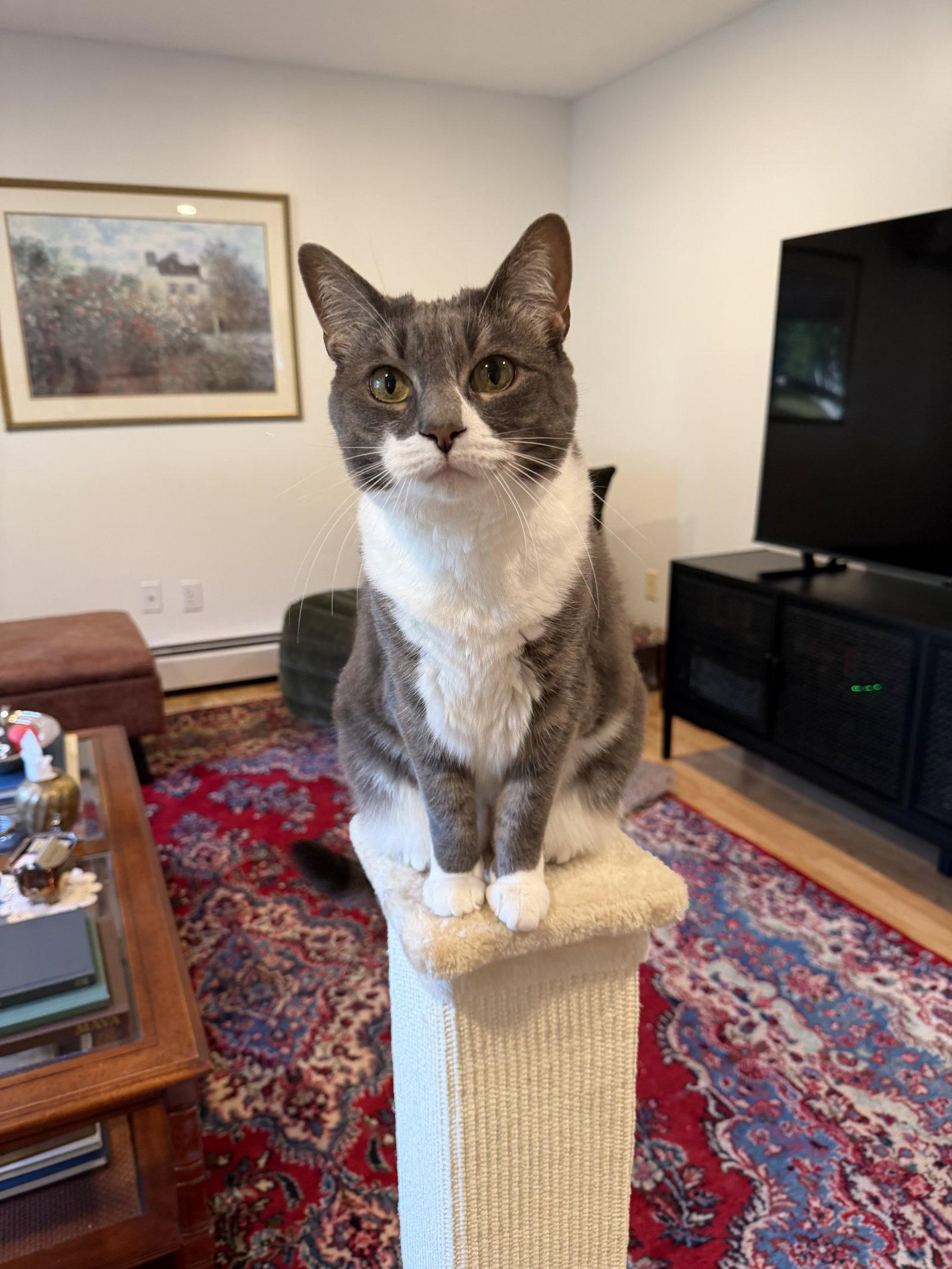 Enlarge Sophia, a Adopted Domestic Short Hair in East Derry, NH image 2/3