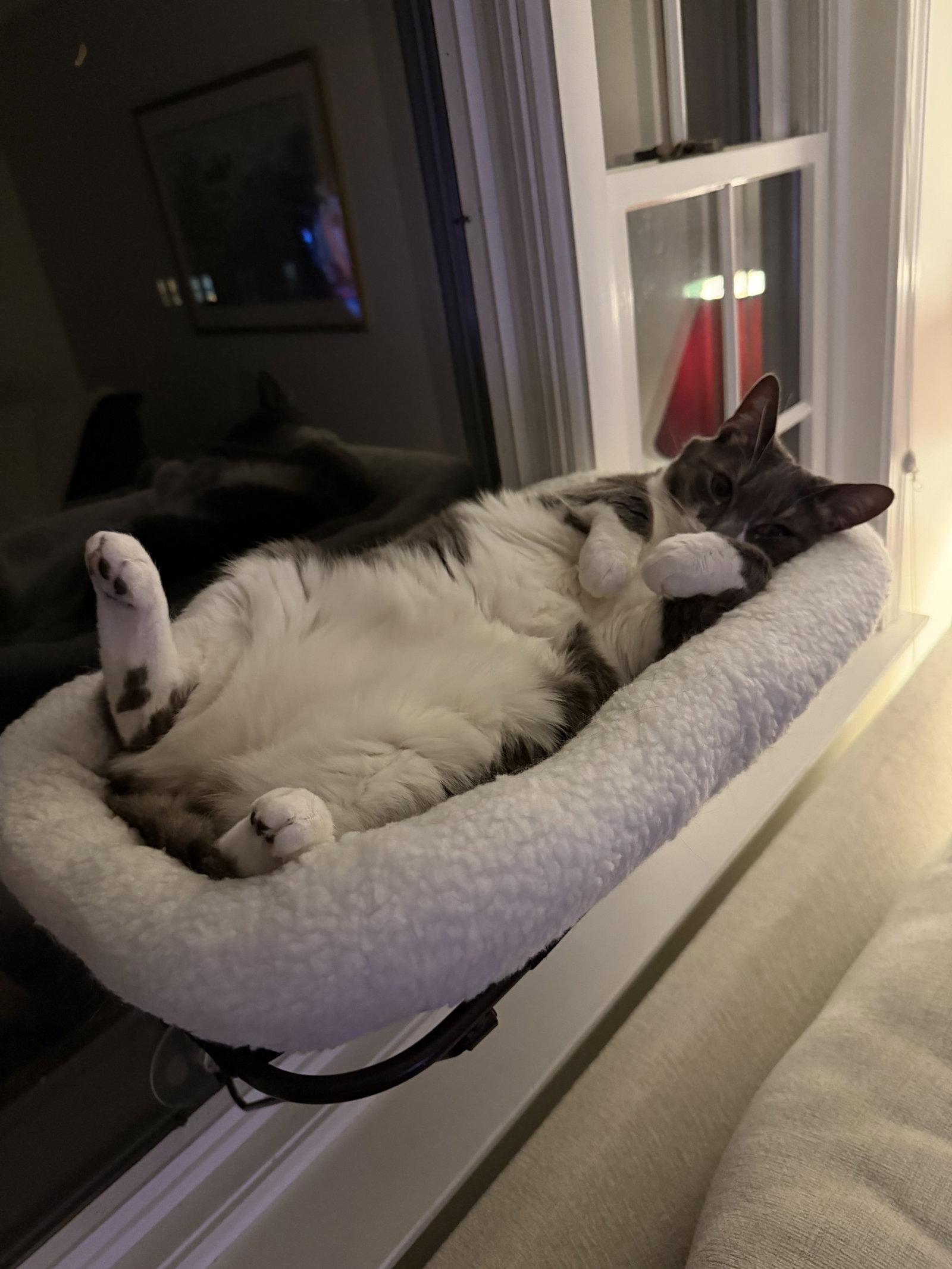 Enlarge Sophia, a Adopted Domestic Short Hair in East Derry, NH image 3/3