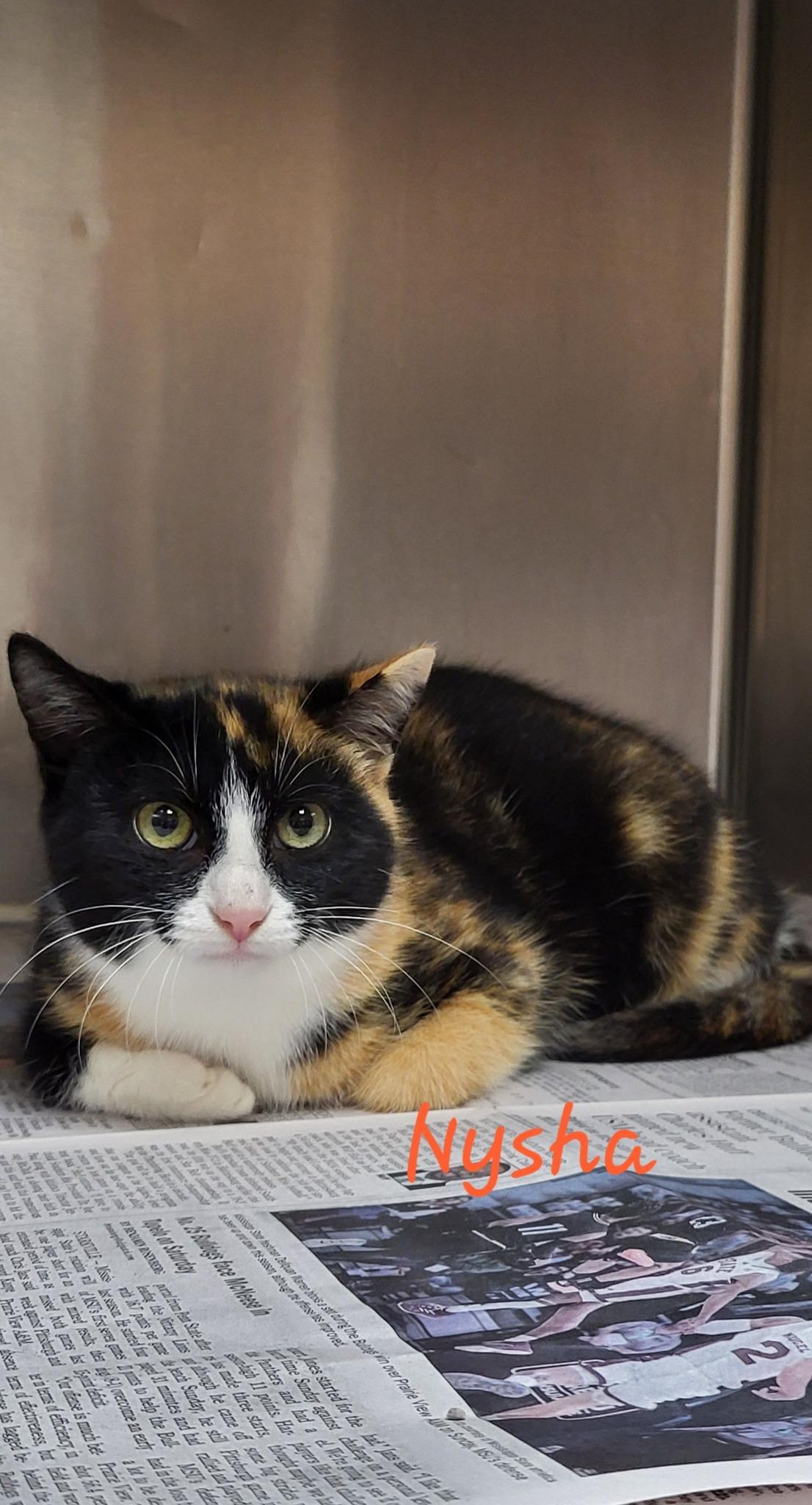 Enlarge Nysha, an adoptable Domestic Short Hair in Meridian , MS image 1/1