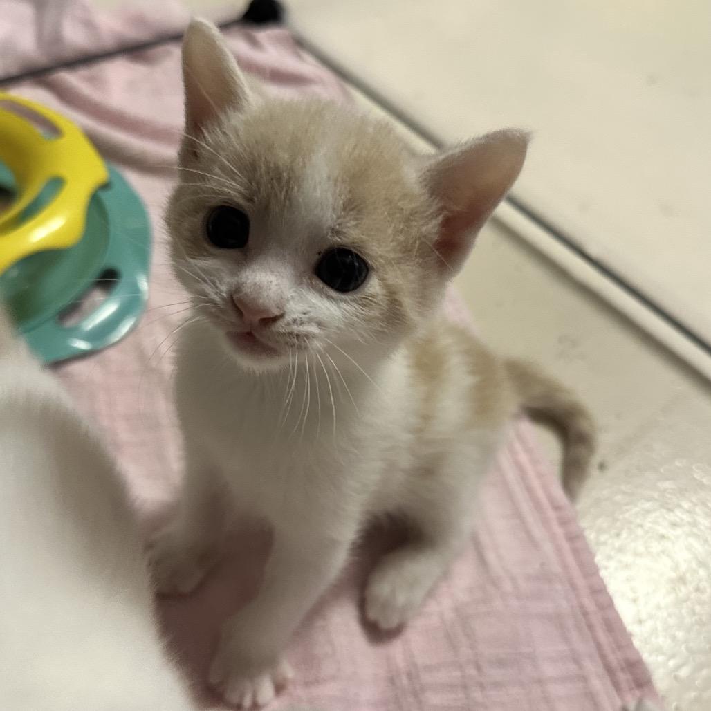 Kayak, a Adoptable Domestic Short Hair in North Port, FL image 1/5