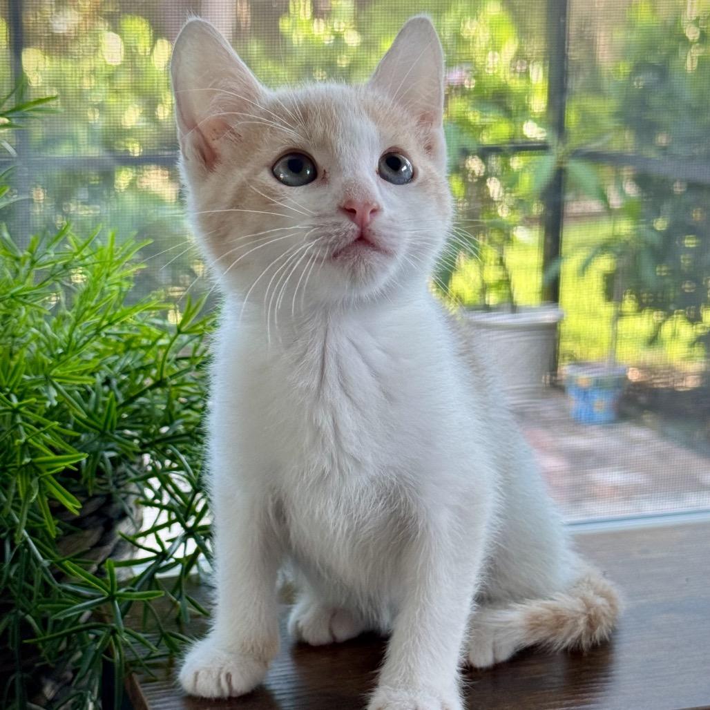 Kayak, a Adoptable Domestic Short Hair in North Port, FL image 4/5