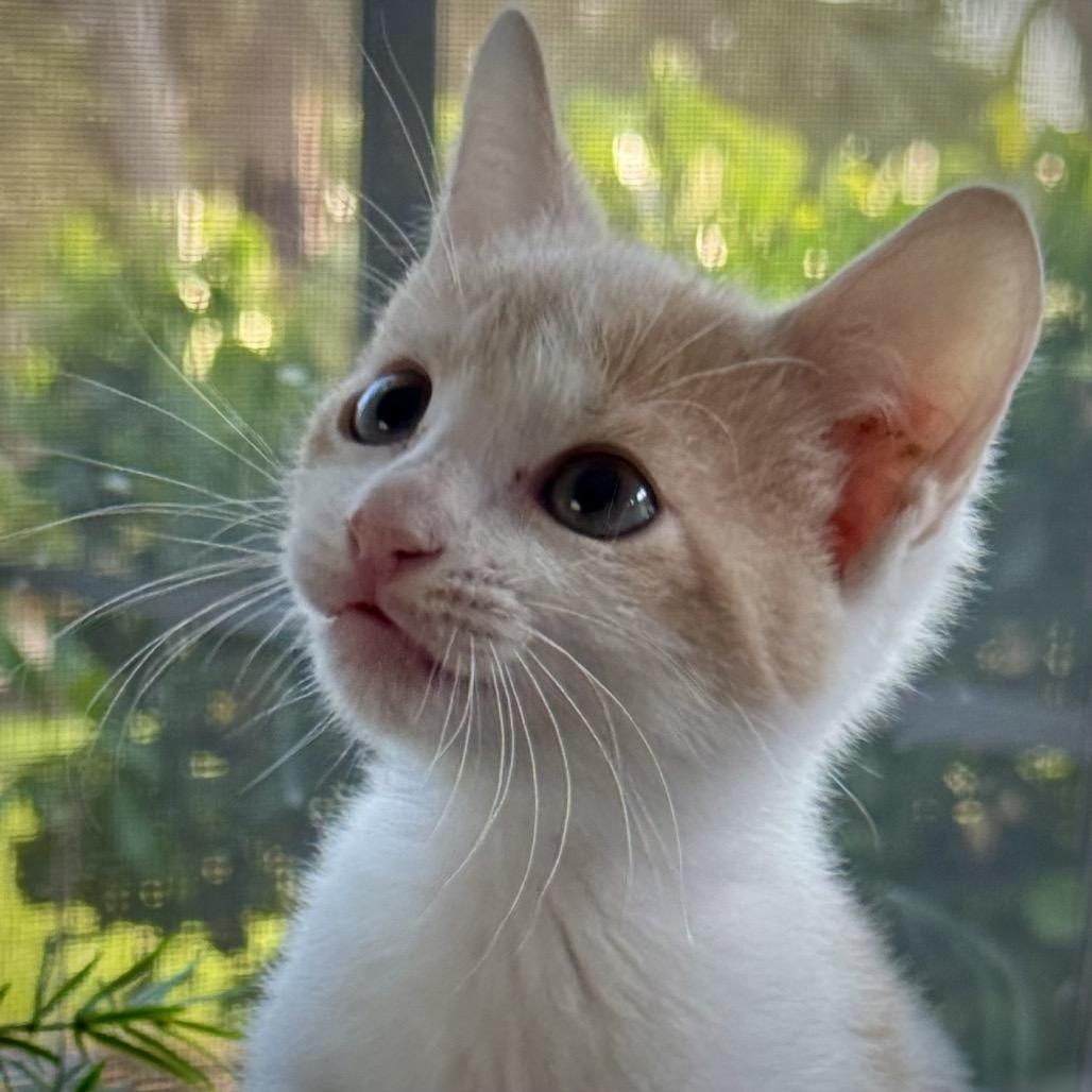 Kayak, a Adoptable Domestic Short Hair in North Port, FL image 5/5