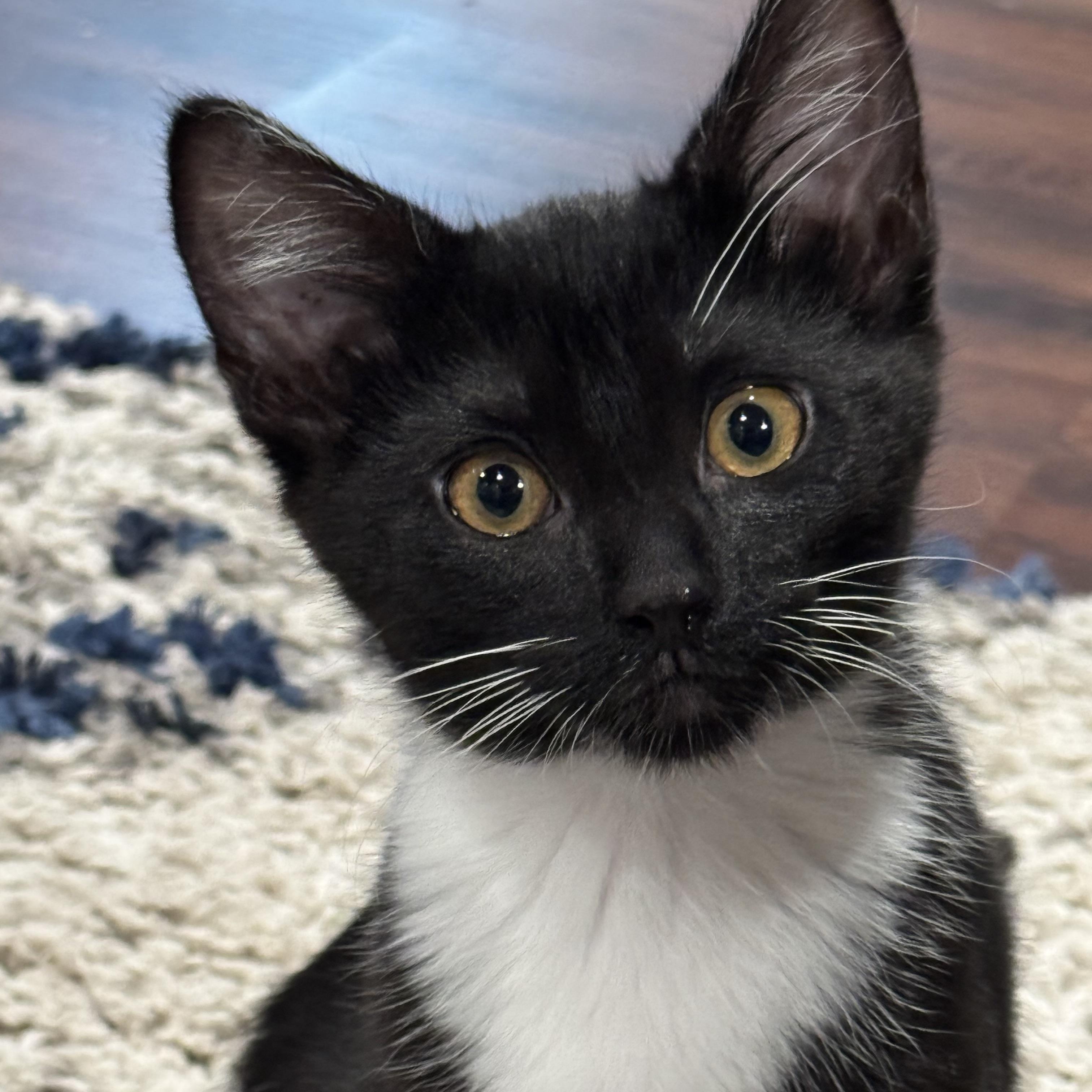 Storm (bonded with Rogue), ADOPTABLE, Kitten Female Domestic Short Hair.