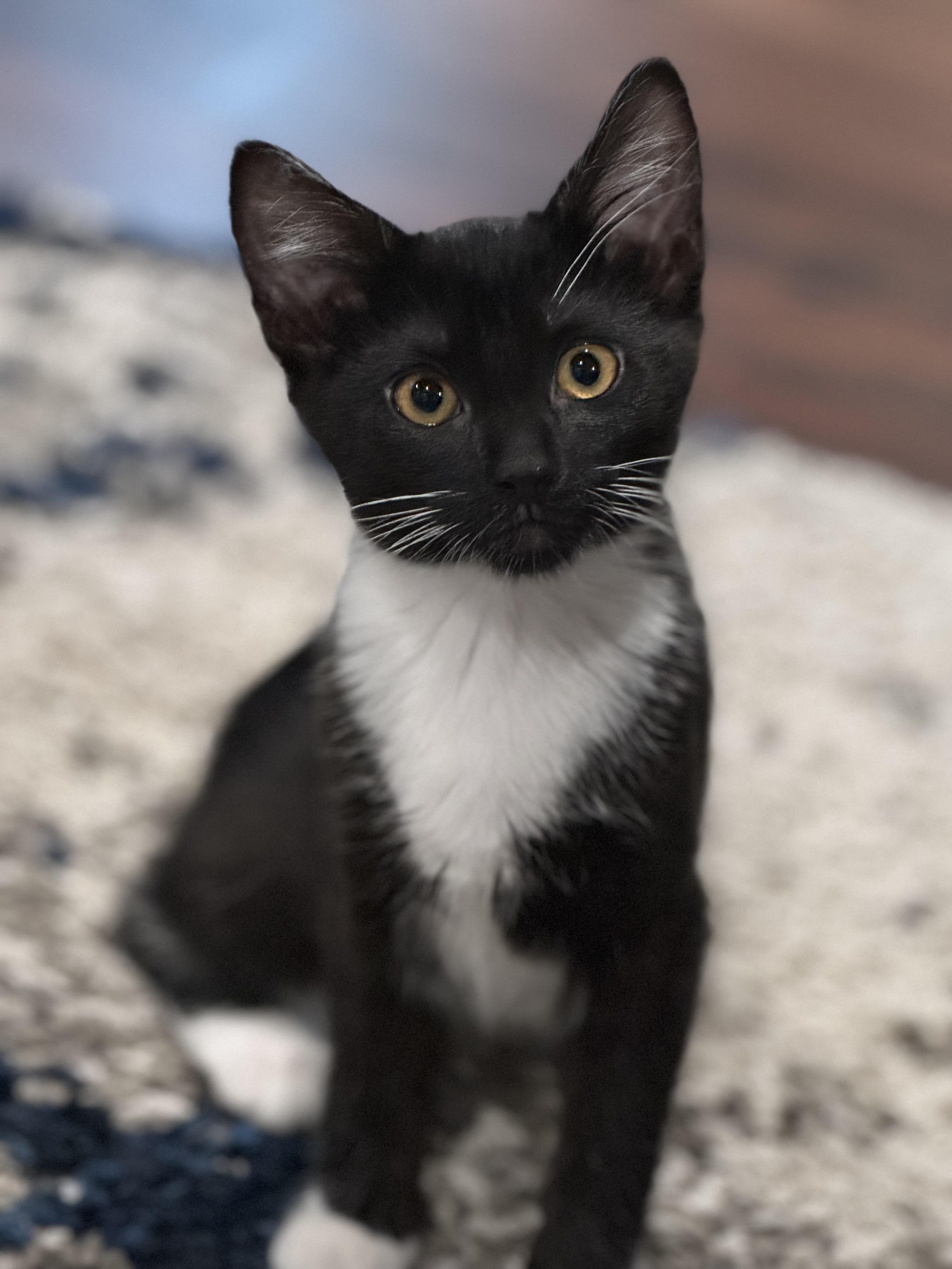 Enlarge Storm (bonded with Rogue), a ADOPTABLE Domestic Short Hair in Port Washington, WI image 2/2