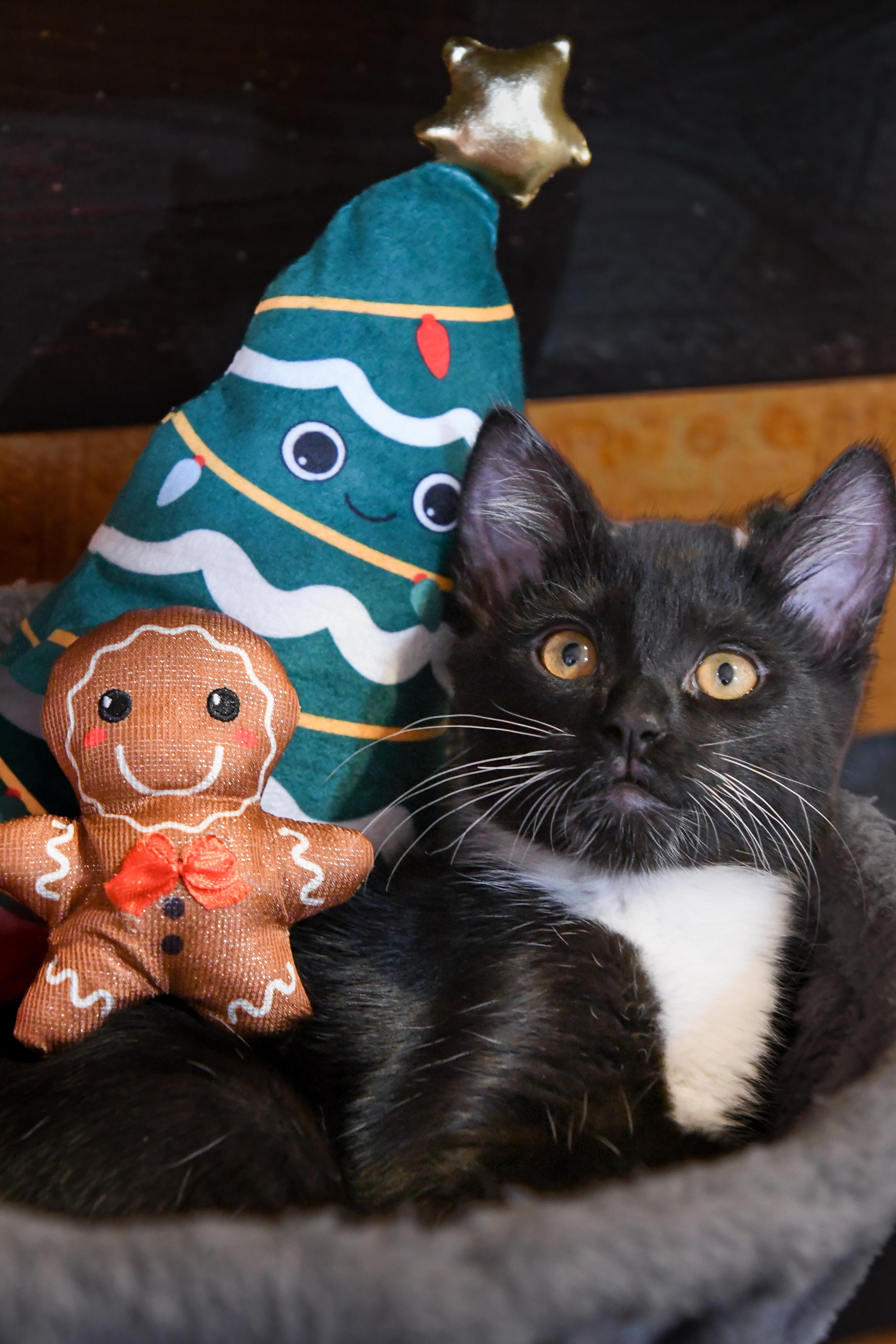 Enlarge Storm (bonded with Rogue), a ADOPTABLE Domestic Short Hair in Port Washington, WI image 3/6