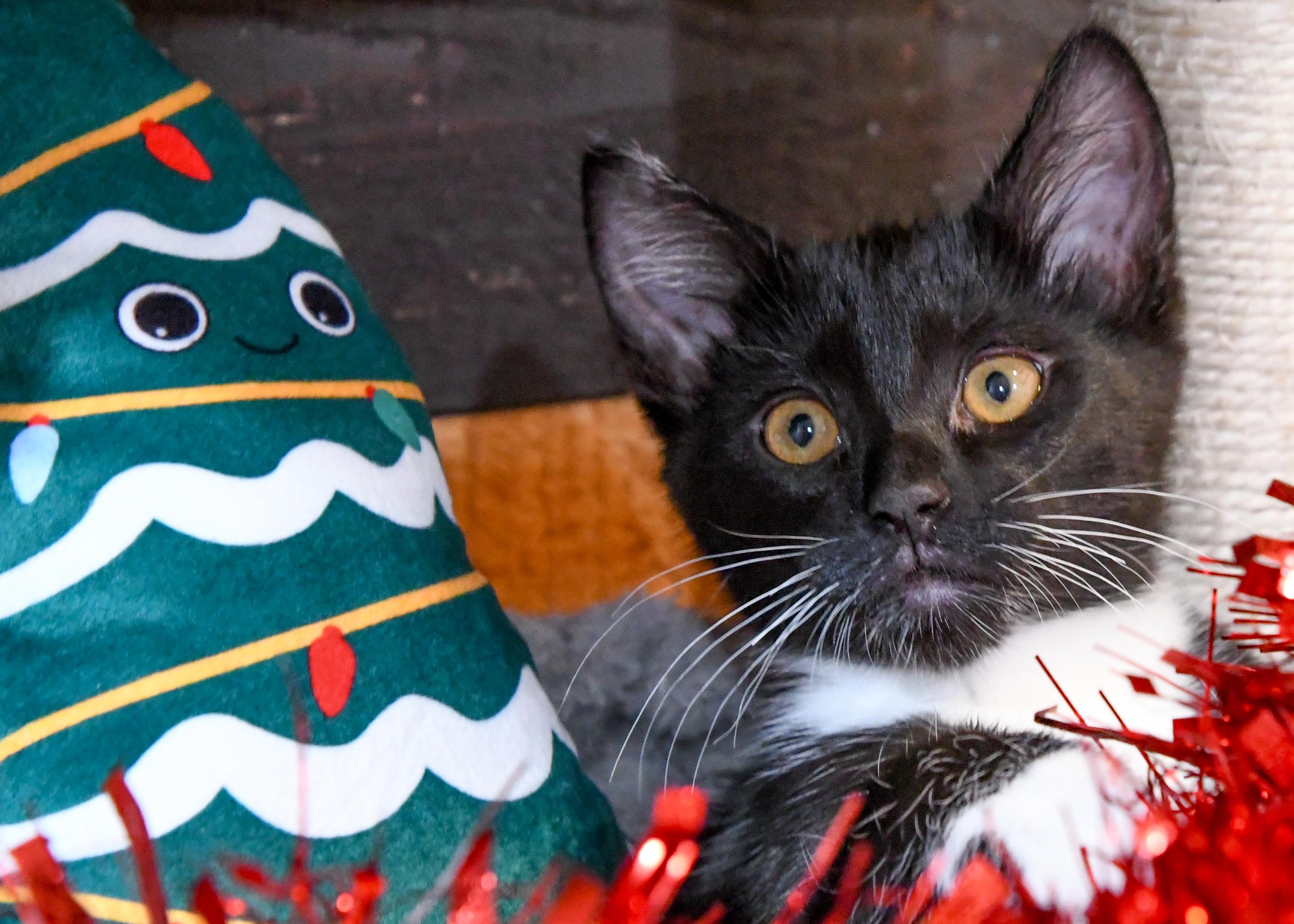 Enlarge Storm (bonded with Rogue), a ADOPTABLE Domestic Short Hair in Port Washington, WI image 5/6