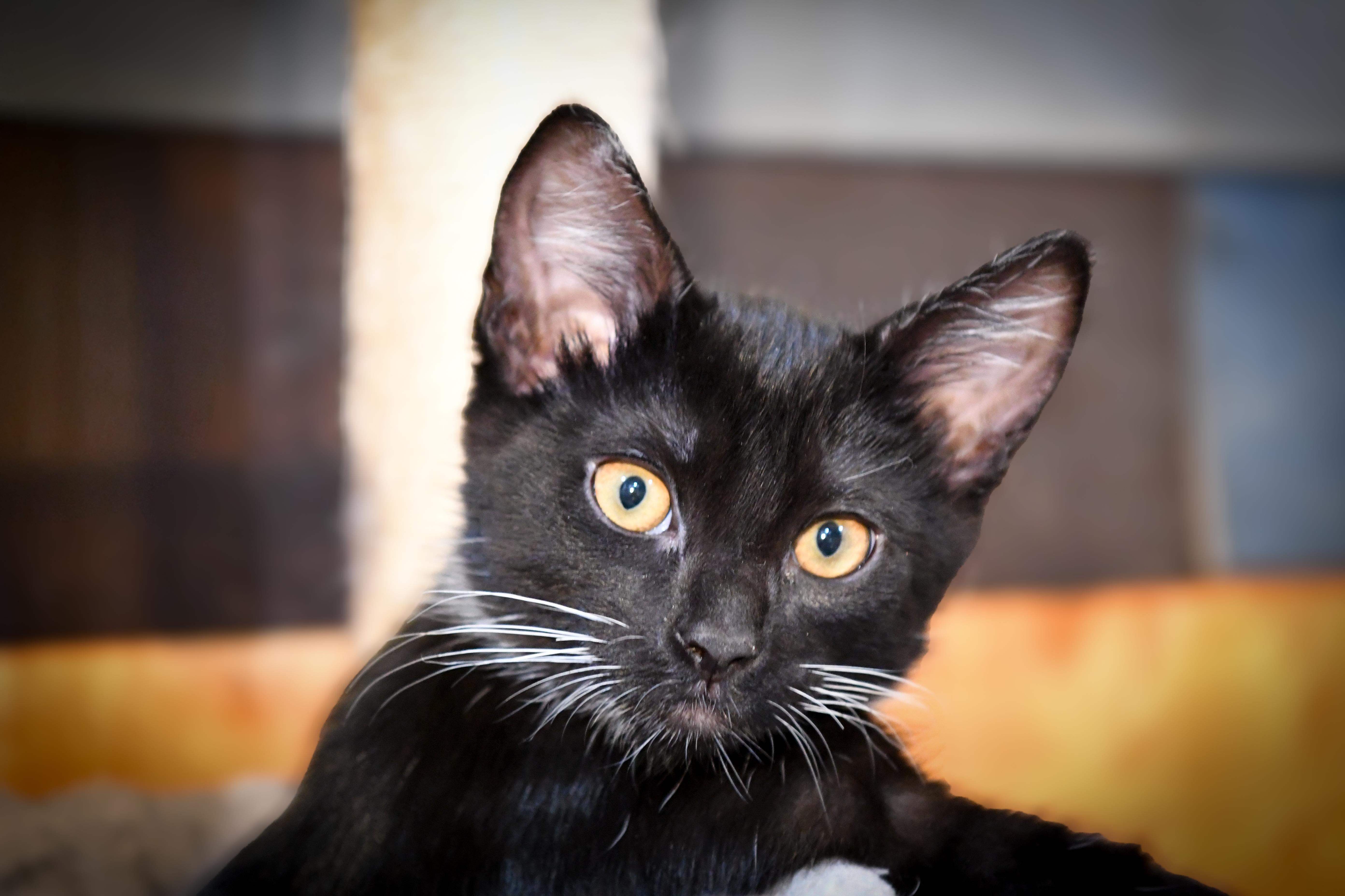 Enlarge Storm (bonded with Rogue), a ADOPTABLE Domestic Short Hair in Port Washington, WI image 1/6