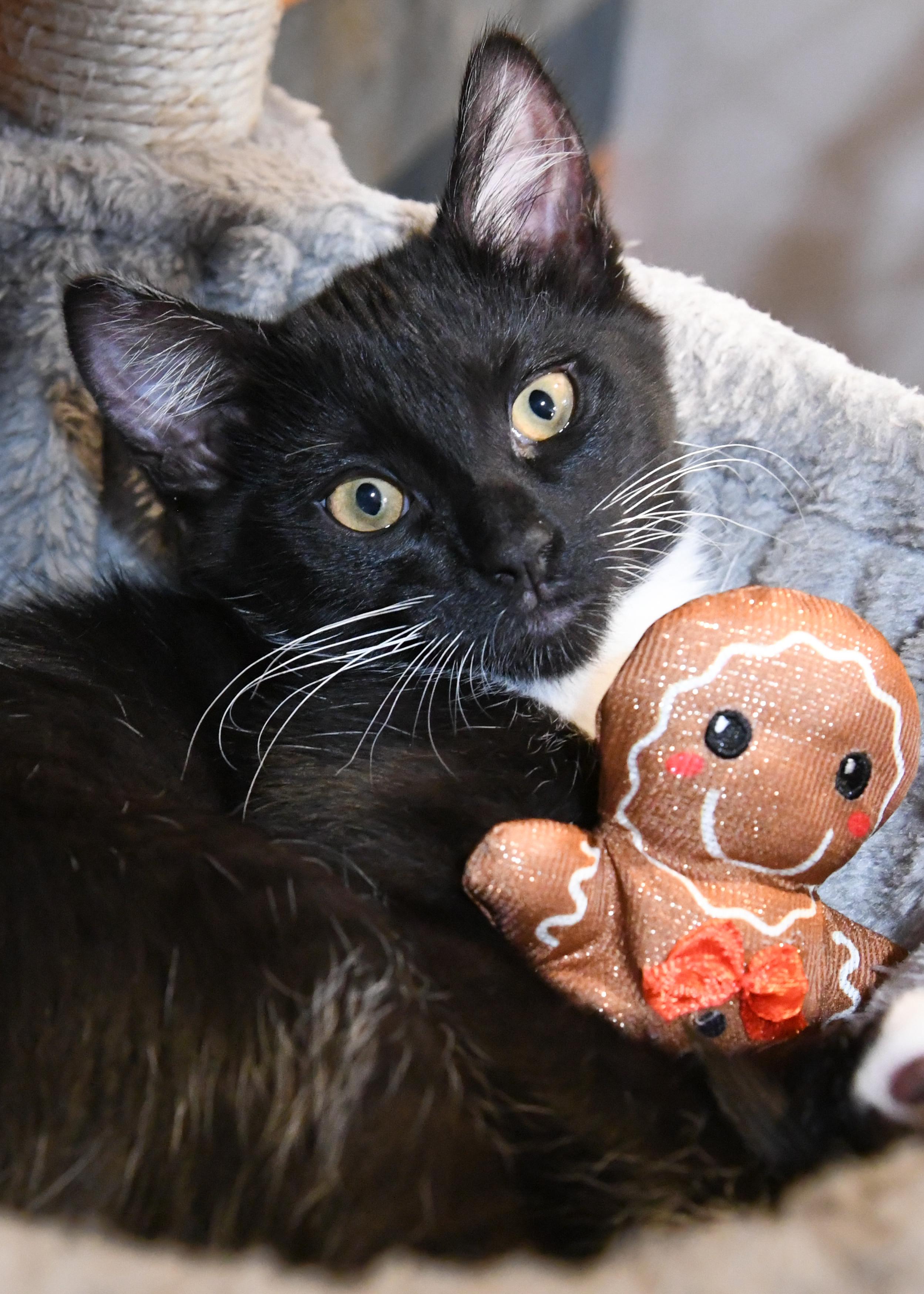 Storm (bonded with Rogue), ADOPTABLE, Kitten Female Domestic Short Hair.