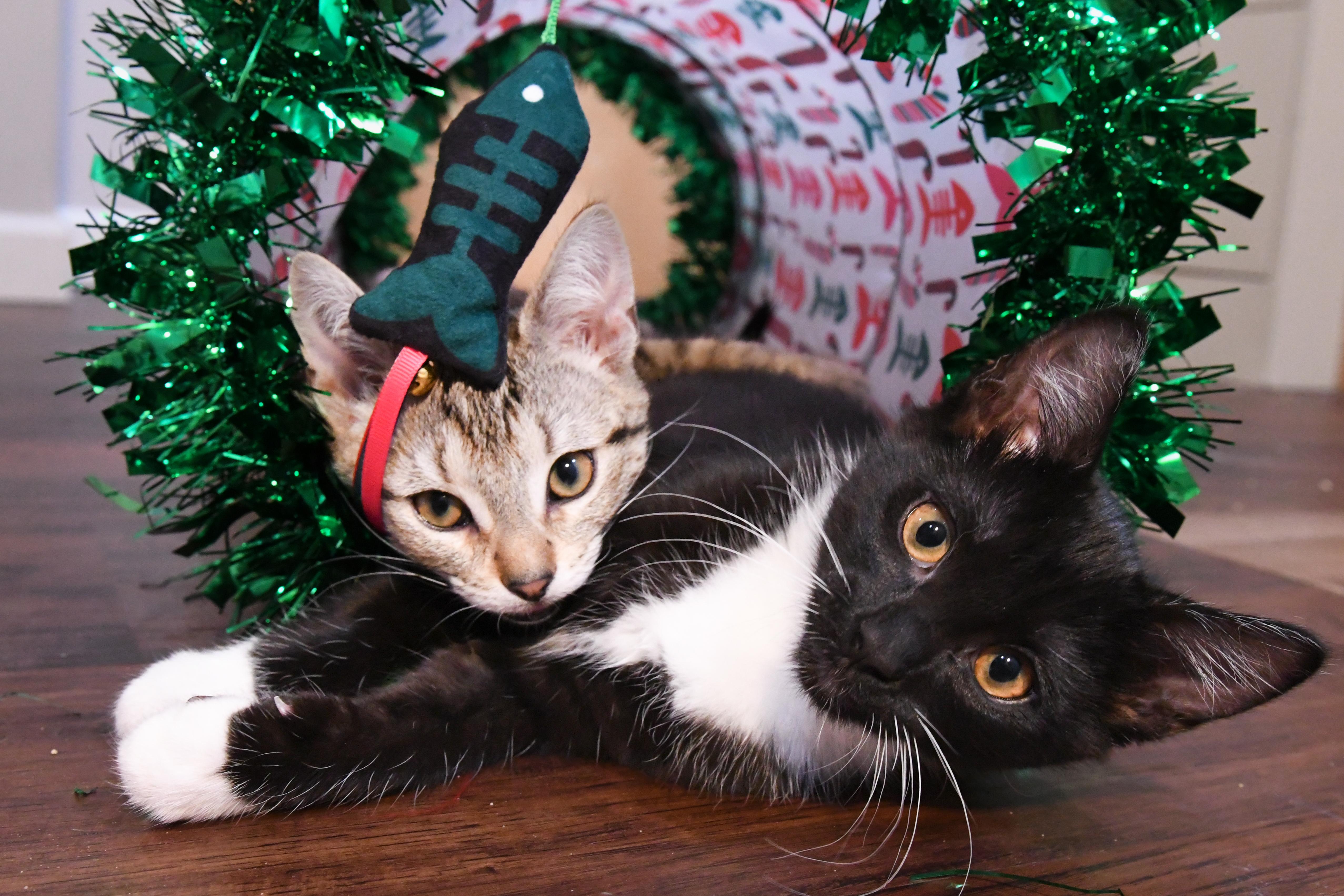 Enlarge Storm (bonded with Rogue), a ADOPTABLE Domestic Short Hair in Port Washington, WI image 4/6