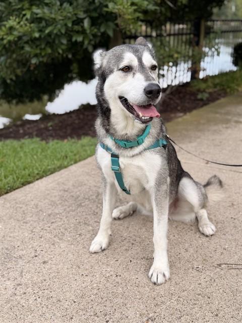 CELESTE, Adoptable, Young Female Siberian Husky.