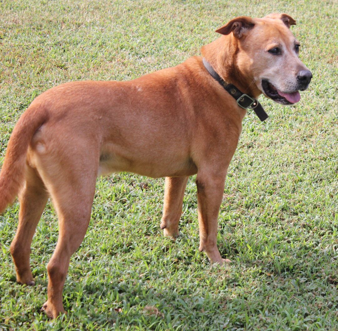 Dog for adoption Pongo, a Labrador Retriever Mix in Emporia, VA