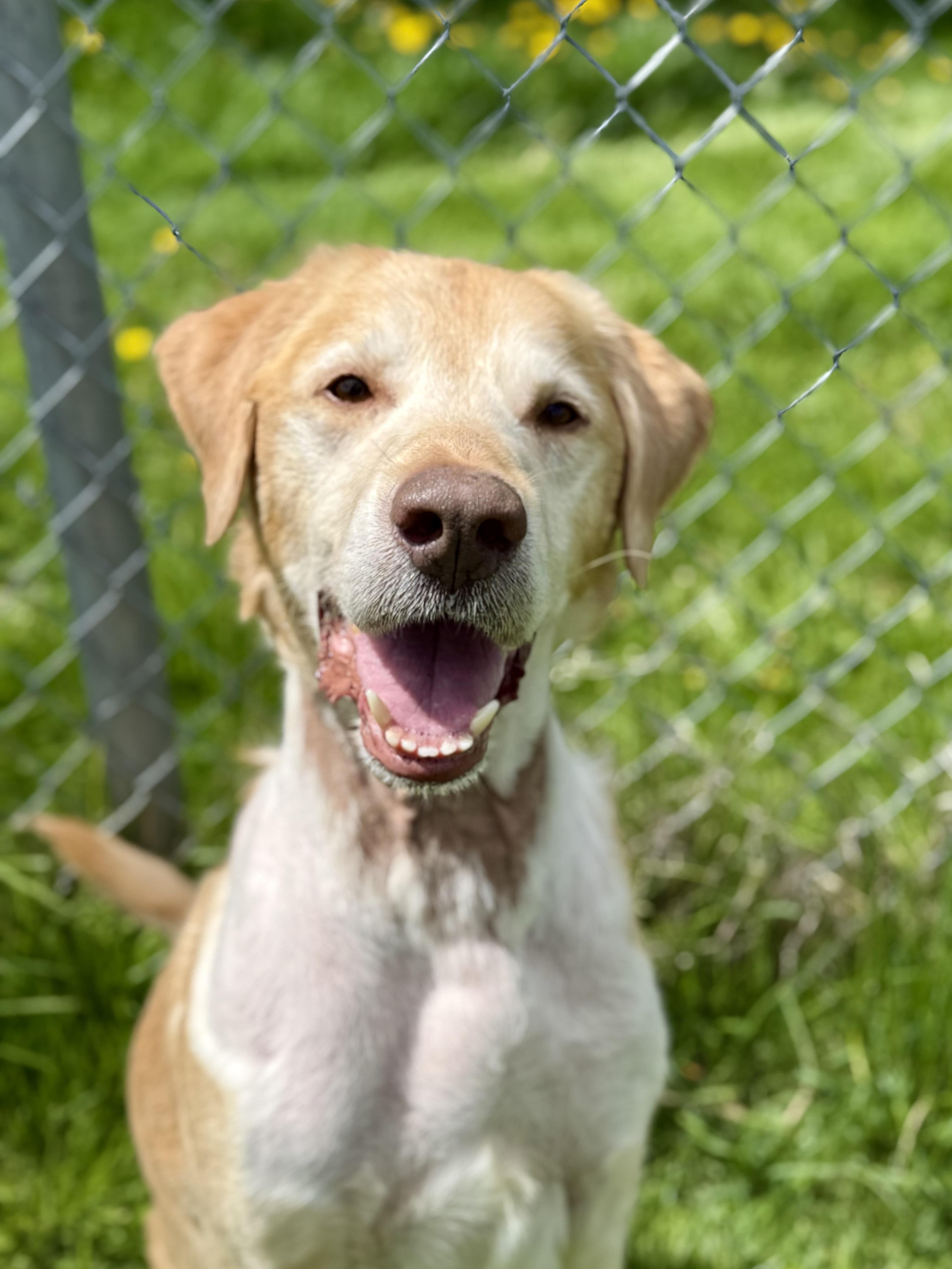 Merlin, Adult Male Golden Retriever
