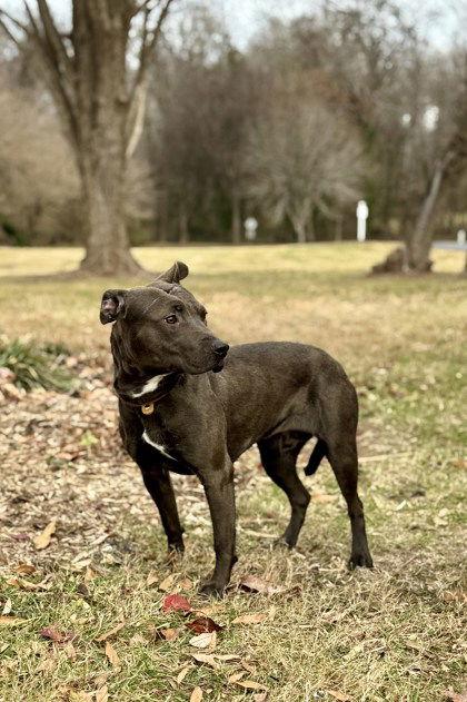 Mancala, Adoptable, Adult Female Pit Bull Terrier.
